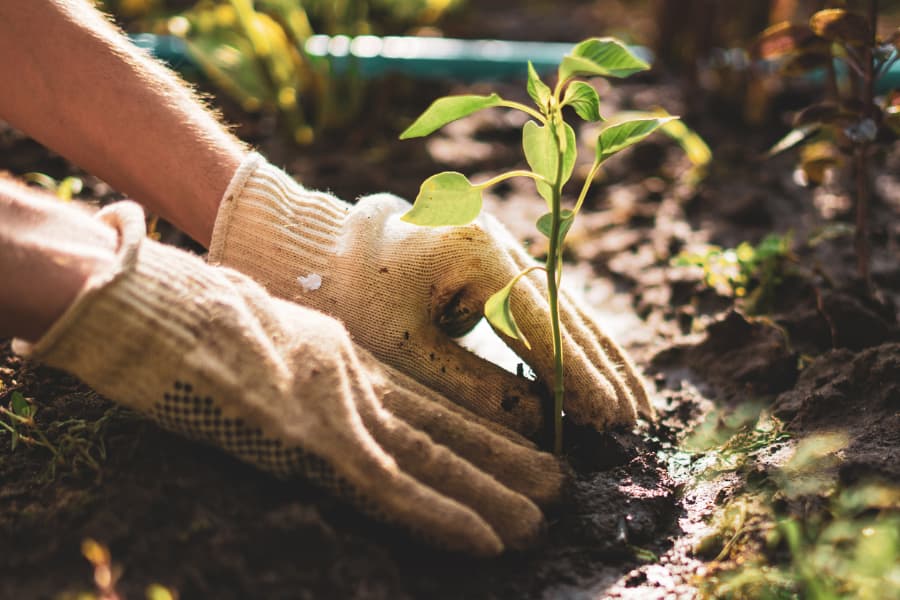 Gardener with gloved hands placing new plant in soil